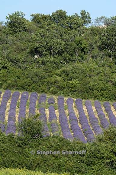 lavender near vacheres 1 graphic